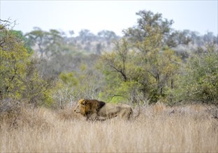 Lion (Panthera leo), adult male, walking in tall grass, Kruger National Park, South Africa, Africa