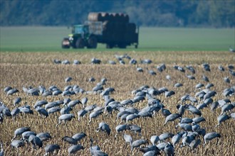 Cranes (grus grus) foraging in a harvested maize field, Hohendorf crane resting site on the Darss