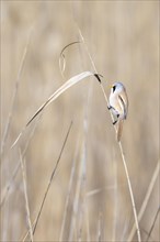 Bearded reedling (Panurus biarmicus), male, sitting in the reeds, Lake Neusiedl-Seewinkel National