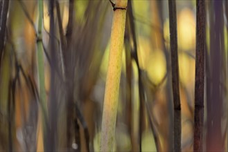 Reynoutria japonica (Fallopia japonica), autumnal plant stems illuminated by sunlight, Moselle,