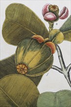 Fruit, blossom, balsam tree (Commiphora opobalsamum, Amyris opobalsamum) hand-coloured copperplate