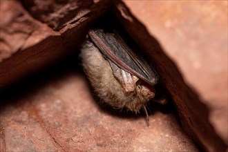 Brown long-eared bat (Plecotus auritus), hibernating in a cave, North Rhine-Westphalia, Germany,