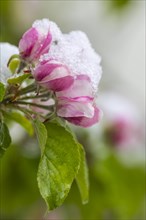 Apple blossom with snow, apple tree (Malus), pome fruit tree (Pyrinae), meadow orchard, spring,