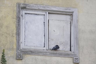 City pigeon, spring, Germany, Europe