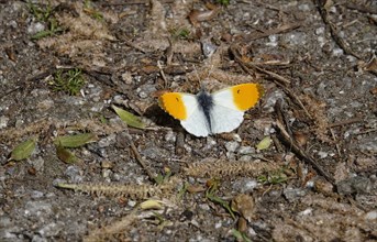 Orange tip butterfly (Anthocharis cardamines), spring, Germany, Europe