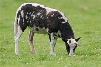 Jacob sheep (Ovis ammon f. aries), female on pasture, Lower Saxony Germany