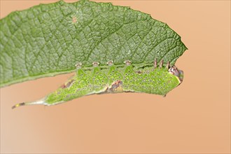 Sallow kitten moth (Furcula furcula), caterpillar feeding on a leaf, North Rhine-Westphalia,
