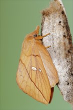 Drinker moth (Euthrix potatoria), freshly hatched butterfly on the cocoon, North Rhine-Westphalia,