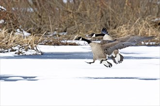 Canada geese (branta canadensis), pair landing on a frozen marsh, Lac Saint-Pierre biosphere