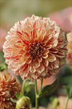 Dahlia 'Connell's Gloriosa' (Dahlia Hybride), flower, ornamental plant, North Rhine-Westphalia,