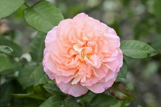 Garden rose or rose 'Augusta Luise' (Rosa hybrida), flower, ornamental plant, North