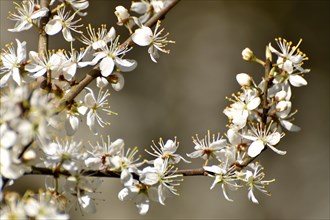 Hawthorn blossom in the valley near Weiden im Hunsrueck, Rhineland-Palatinate, Germany, Europe