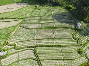 Cultivation of pak choi in Sidemen, Amed, Karangasem, Bali, Indonesia, Asia