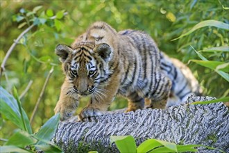 A small tiger young balances carefully on a tree trunk, Siberian tiger, Amur tiger, (Phantera