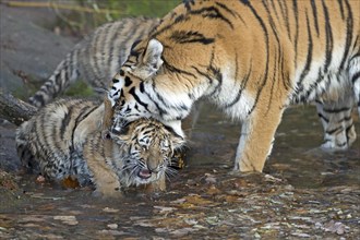 A tiger cleaning a young tiger in a natural scene, Siberian tiger, Amur tiger, (Phantera tigris