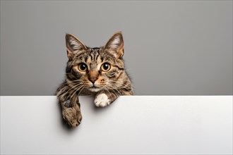 Tabby cat holding empty white paper in front of gray studio background with copy space. Generative