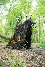 Deadwood structure in deciduous forest, large root plate, important habitat for insects and birds,