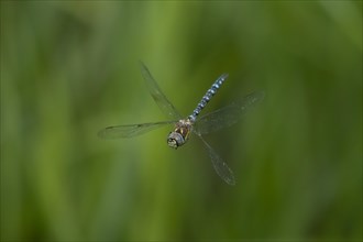 Migrant hawker dragonfly (Aeshna mixta) adult in flight in summer, Suffolk, England, United