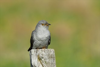 Common cuckoo (Cuculus canorus), male sitting on post of a pasture fence, animal portrait,