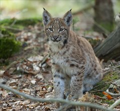 Eurasian lynx (Lynx lynx), young sitting on the forest floor and looking attentively, captive,