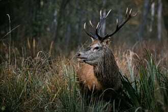 Red deer (Cervus elaphus) in the tall grass. Subcarpathian. Poland