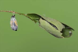 Orchard ermine (Yponomeuta padella), pupae, North Rhine-Westphalia, Germany, Europe