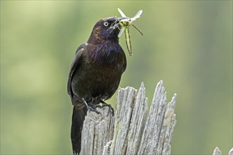 Common grackle (Quiscalus quiscula) bringing insects to the nest to feed the babies. La Mauricie