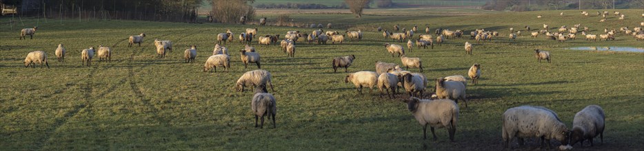 Black-headed domestic sheep (Ovis gmelini aries) on pasture, Mecklenburg-Western Pomerania,