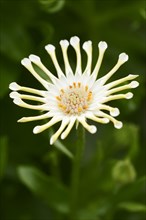 Cape daisy or Bornholm daisy 'Soprano Vanilla Spoon' (Dimorphotheca ecklonis, Osteospermum