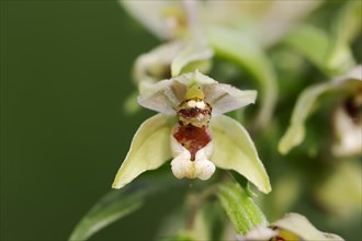 Broad-leaved helleborine or broad-leaved marsh orchid (Epipactis helleborine), flower, North