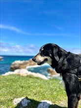 Vertical portrait of a black dog with the sea coast in the background