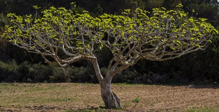 Fig tree, Formentera, Pitiusas Islands, Balearic Community, Spain, Europe