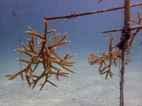 Coral farming. Magnificently grown specimens of staghorn coral (Acropora cervicornis) on the rack,
