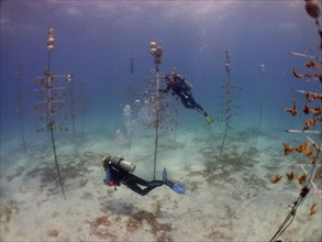 Coral farming. Divers clean the racks on which young specimens of elkhorn coral (Acropora palmata)