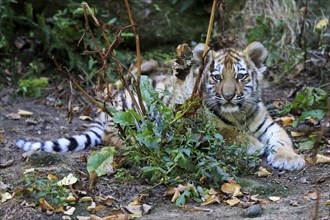 A tiger young hides behind leaves while playing in the forest, Siberian tiger, Amur tiger,