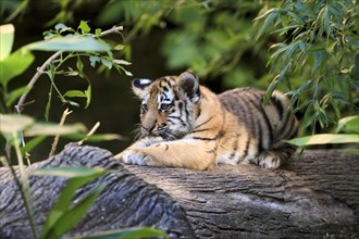 A young, curious looking tiger young lies on a tree trunk, Siberian tiger, Amur tiger, (Phantera