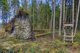 Trees uprooted by storm damage, Kemptner Wald, Allgaeu, Swabia, Bavaria, Germany, Europe