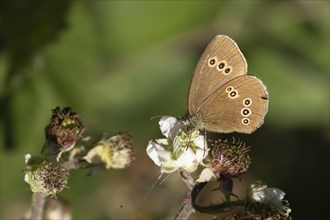 Ringlet butterfly (Aphantopus hyperantus) adult feeding on Bramble flowers, Suffolk, England,