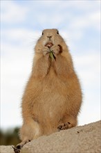 Black-tailed prairie dog (Cynomys ludovicianus), captive, occurring in North America