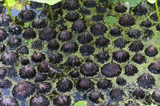 Fallen seed heads of white lotus (Nelumbo) in the water in the Parc Floral et Tropical de la Court