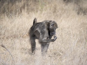 Chacma baboon (Papio ursinus), foraging in dry grass, Kruger National Park, South Africa, Africa