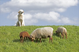 Livestock guarding dog guarding sheep, shepherd dog, lambs, Elbe dyke near Bleckede, Lower Saxony,