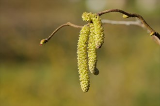 Common hazels (Corylus avellana), twig with male hazelnut blossoms, allergy, pollen, North