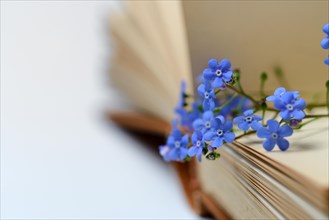 Forget-me-not, flowers on book