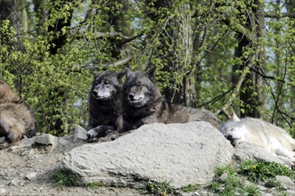 Mackenzie valley wolf (Canis lupus occidentalis), Captive, Germany, Europe, Two relaxed wolves