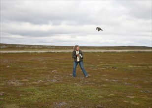 Arctic skua (Stercorarius parasiticus) attacking a photographer in the tundra, Lapland, Northern