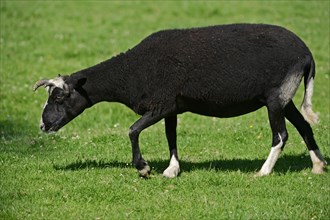 Jacob sheep (Ovis ammon f. aries), female, Lower Saxony Germany