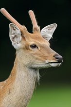 Manchurian sika deer (Cervus nippon hortulorum) with velvet antlers in summer, captive, Germany,