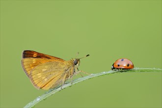 Rusty-coloured butterfly (Ochlodes sylvanus, Augiades sylvanus) and seven-spott ladybird