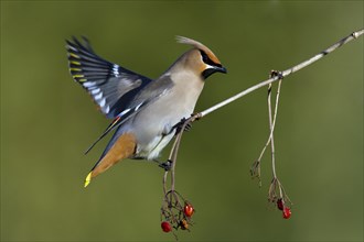 Bohemian waxwing (Bombycilla garrulus) feeding with small red fruits, La Mauricie national park,